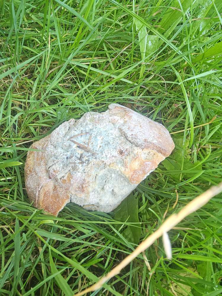 Giftköder-Schimmliges Brot-Profilbild