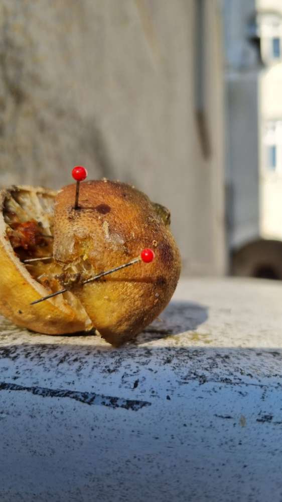 Giftköder-Mit Stecknadeln präparierter Köder-Profilbild