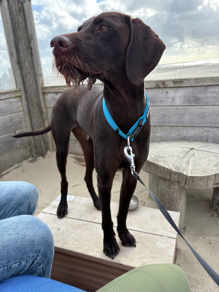 Hundetreffen-Gemeinsame Gassi-Runden und Spielen-Profilbild