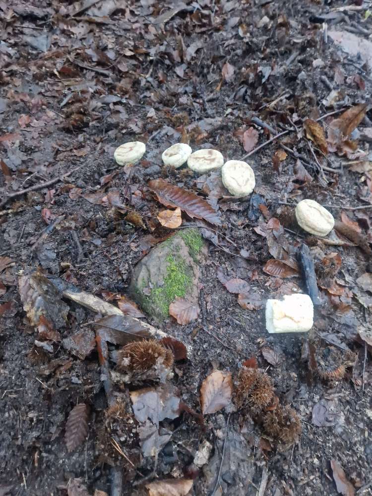 Giftköder-Poison bait-Profilbild