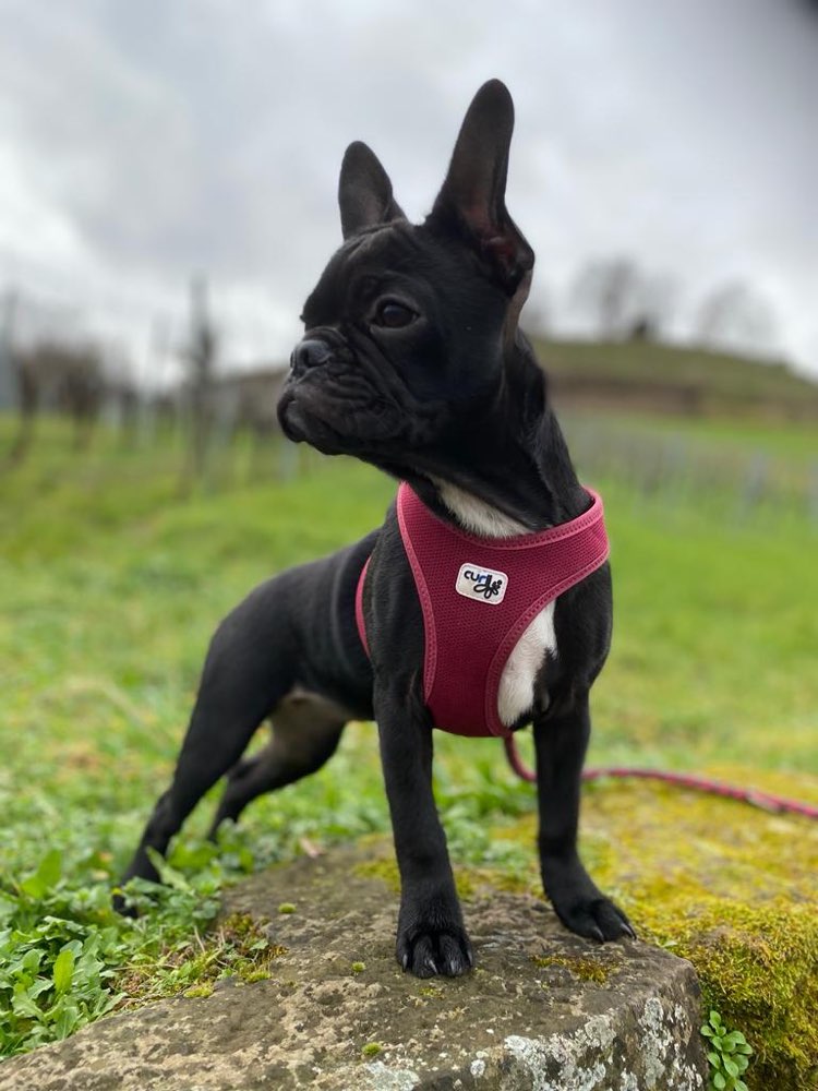 Hundetreffen-Gassi und Spielpartner gesucht-Profilbild