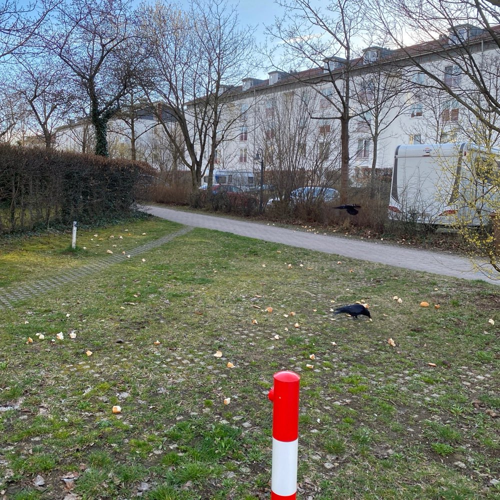 Giftköder-Ausgelegte Brötchen-Profilbild