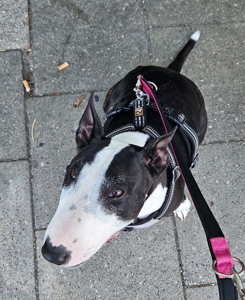 Hundetreffen-Gemeinsames Gassi gehen-Profilbild