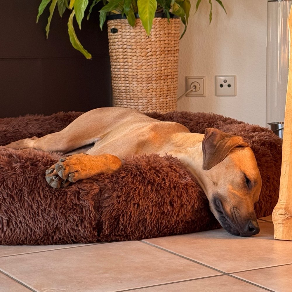 Hundetreffen-Spieltreff und Spaziergang mit Ridgeback Hündin-Profilbild