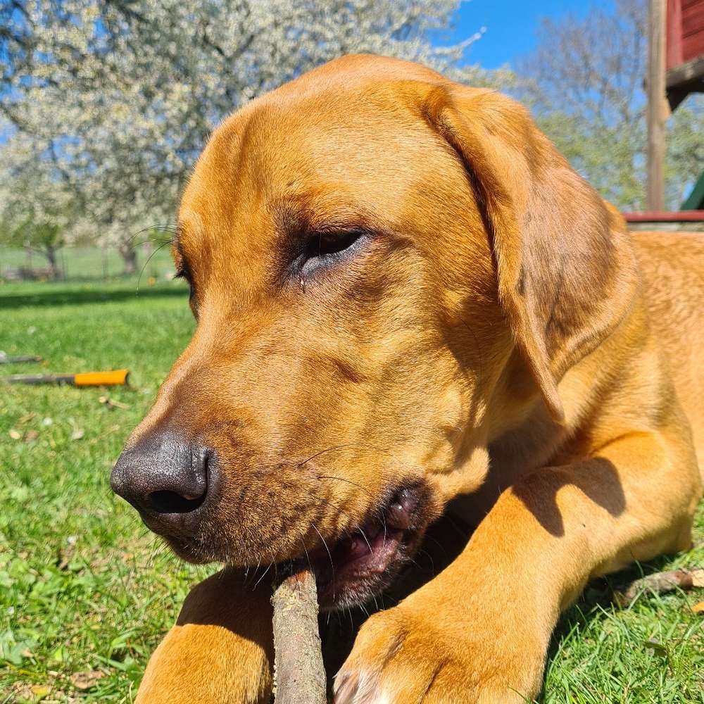 Hundetreffen-Treffen junghunde große rassen-Profilbild