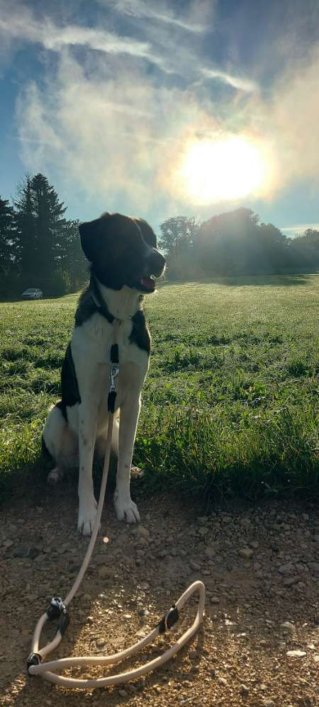 Hundetreffen-Gassi mit Spiel und Training-Profilbild