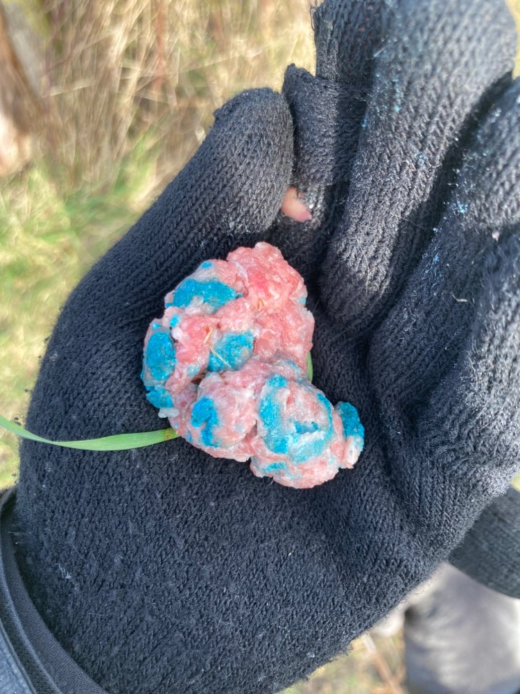 Giftköder-Giftköder (Hack mit blauem Gift)-Profilbild