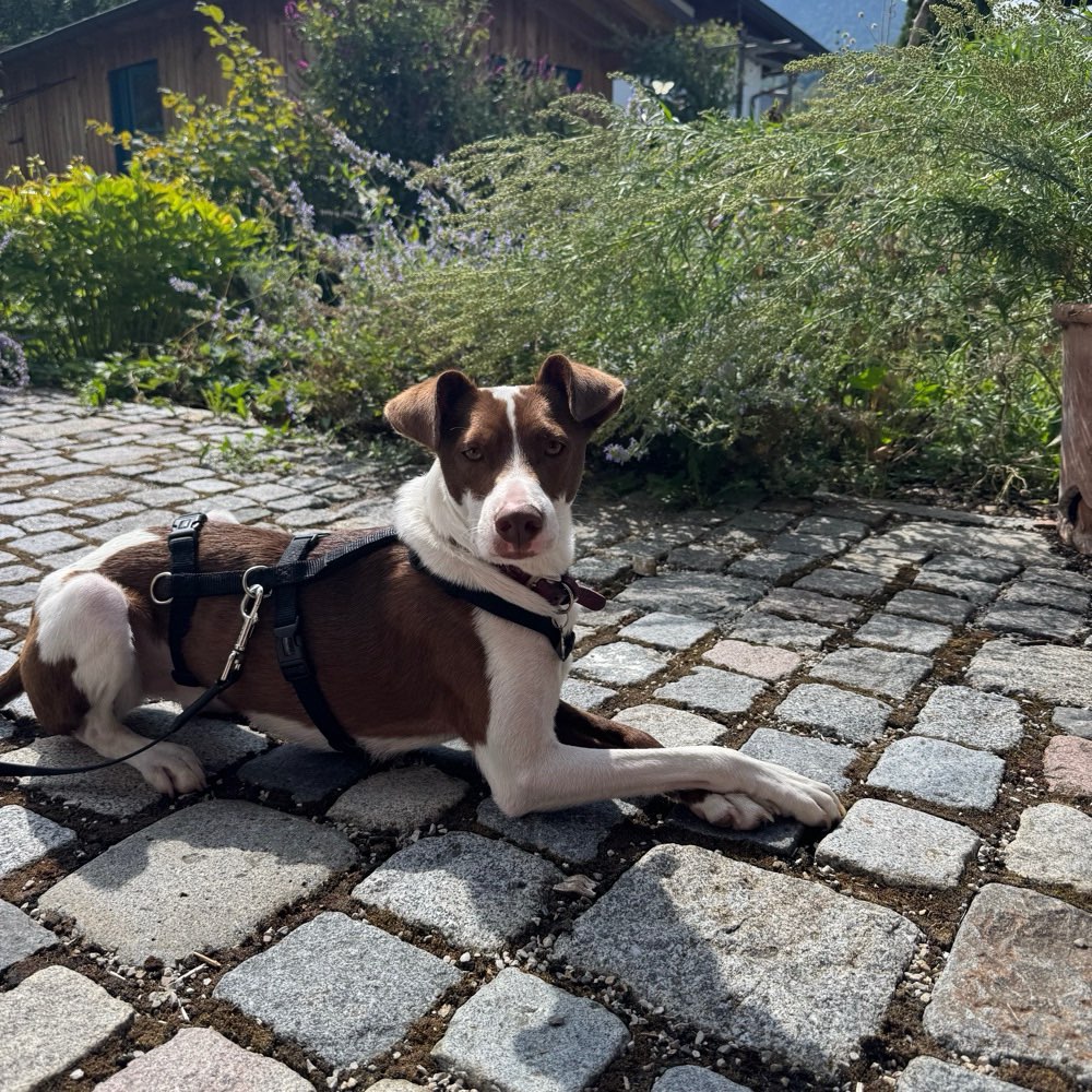 Hundetreffen-Social Walk-Profilbild