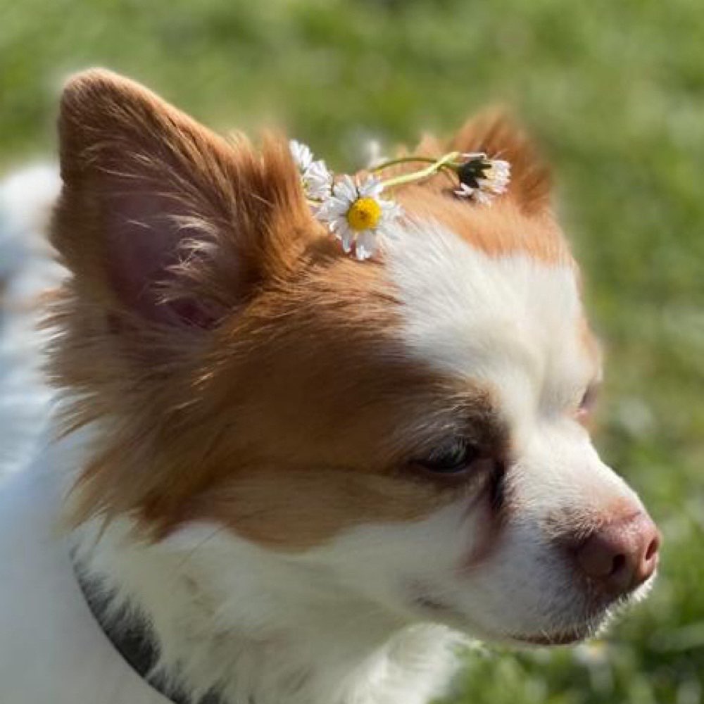 Hundetreffen-Gassi & Spielrunde Montabaur-Profilbild