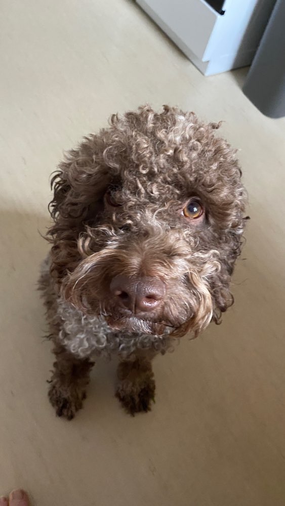 Hundetreffen-Spielen toben Westend gern auch Grunewald-Profilbild