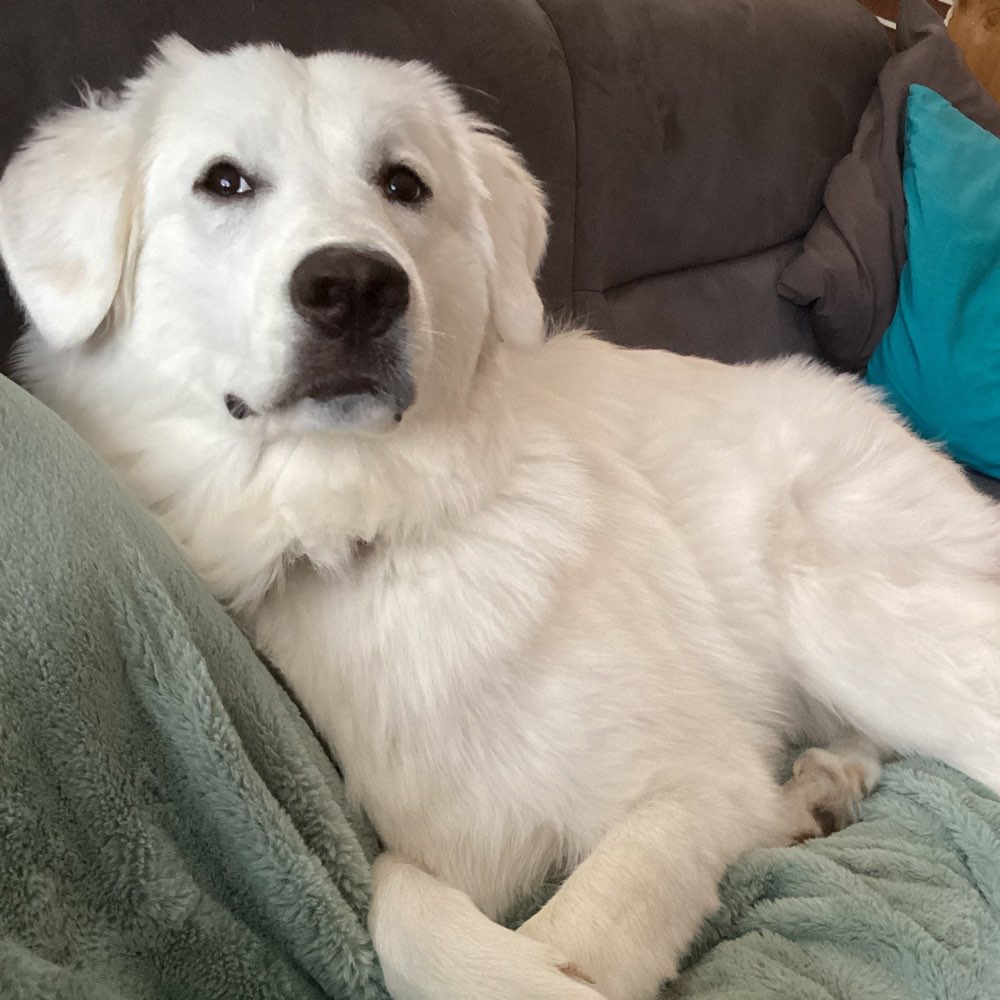 Hundetreffen-Mittelgroße/Große Hunde zum Spazieren gehen/Spielen/üben-Profilbild