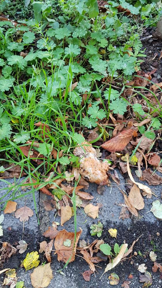 Giftköder-Hähnchenschenkel-Profilbild