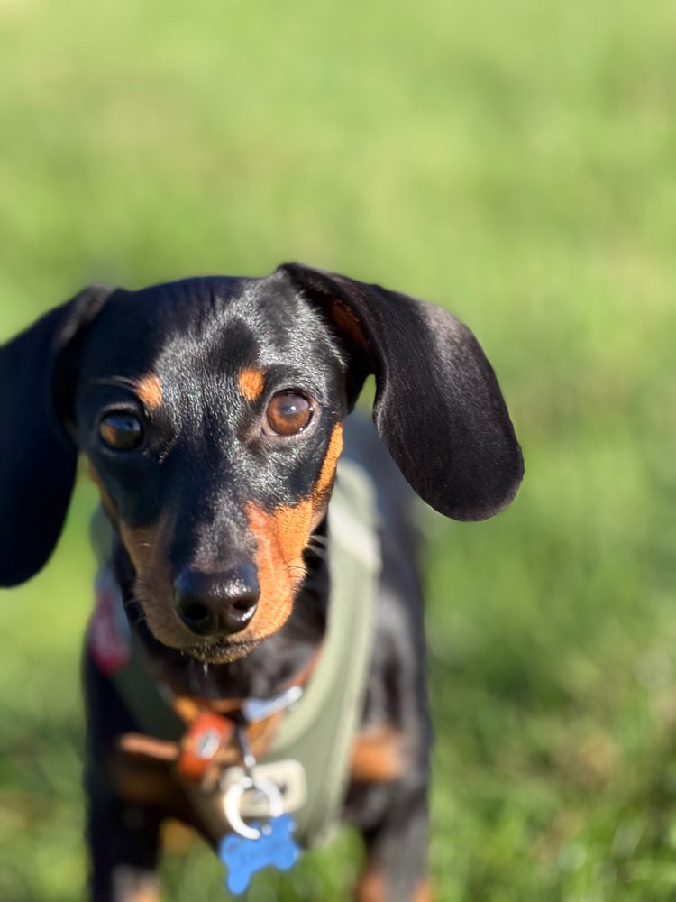 Hundetreffen-Kleinhunde Achim und umzu-Profilbild