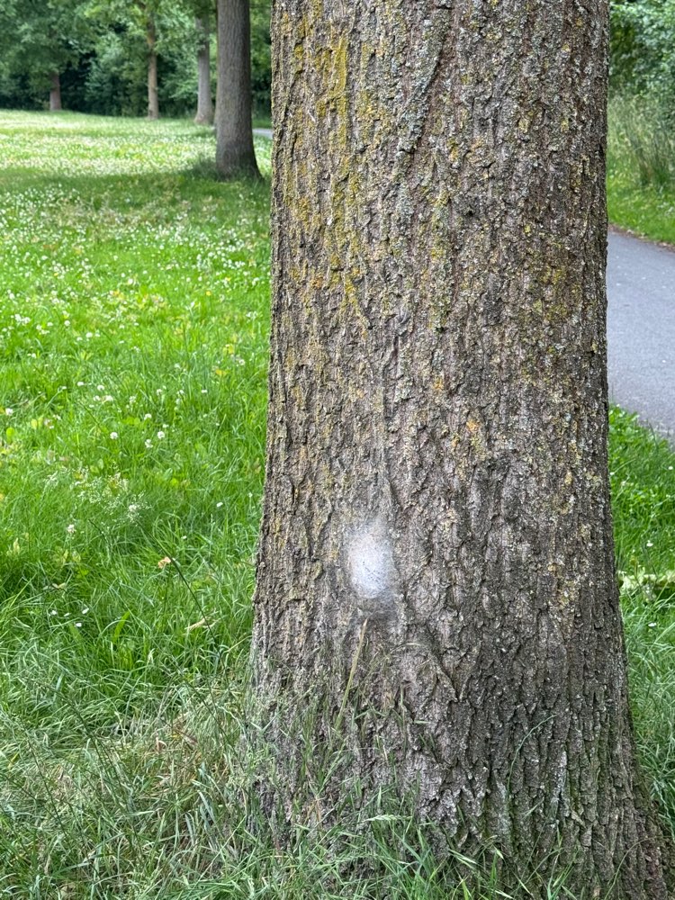 Giftköder-Eichenprozessionsspinner in Bodennähe!-Profilbild