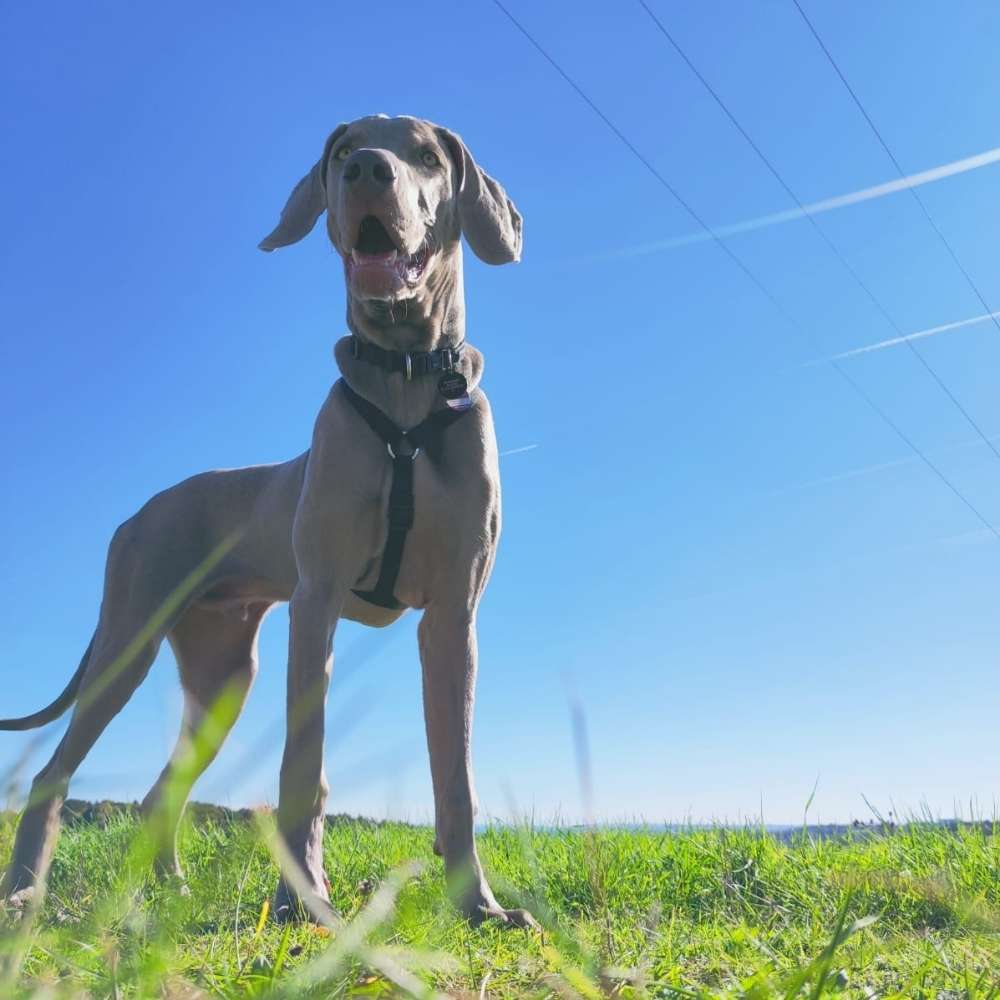 Hundetreffen-Junghund-Profilbild