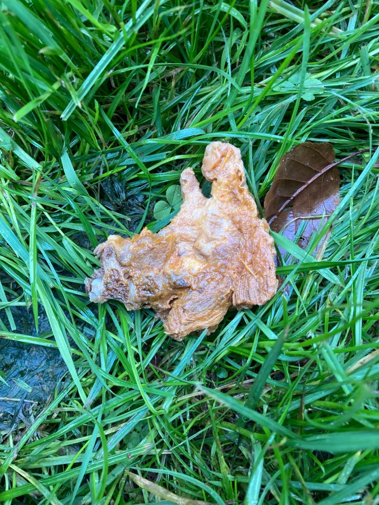 Giftköder-Fleisch in den Wallanlagen-Profilbild