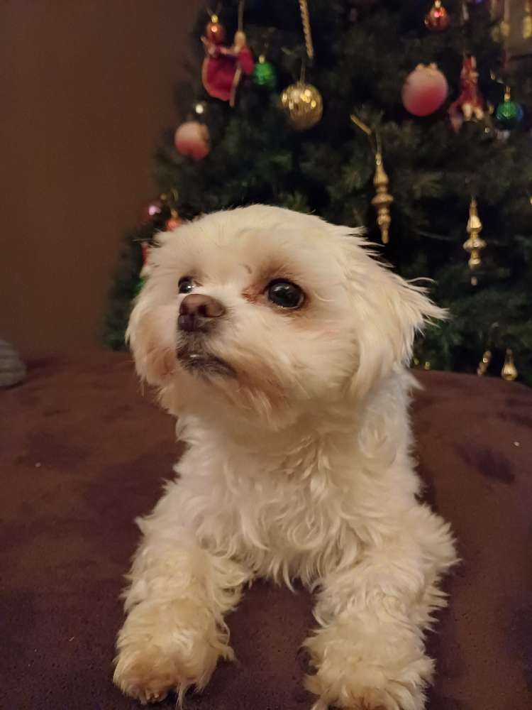 Hundetreffen-Hundefreund/in gesucht ♡-Profilbild