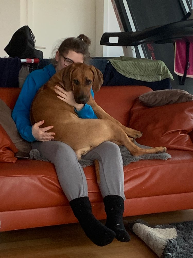 Hundetreffen-Gassirunde-Profilbild