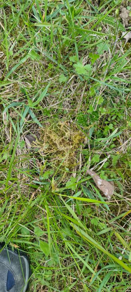 Giftköder-Wahrscheinlich Giftköder-Profilbild