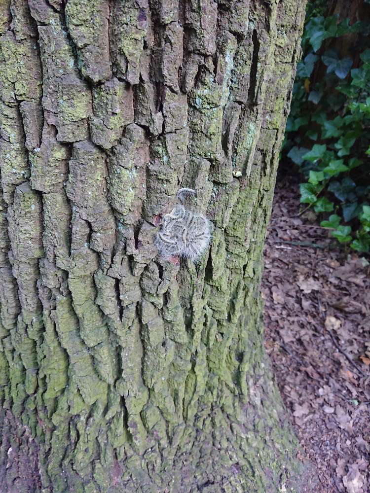 Giftköder-Eichenprozessionsspinner-Profilbild