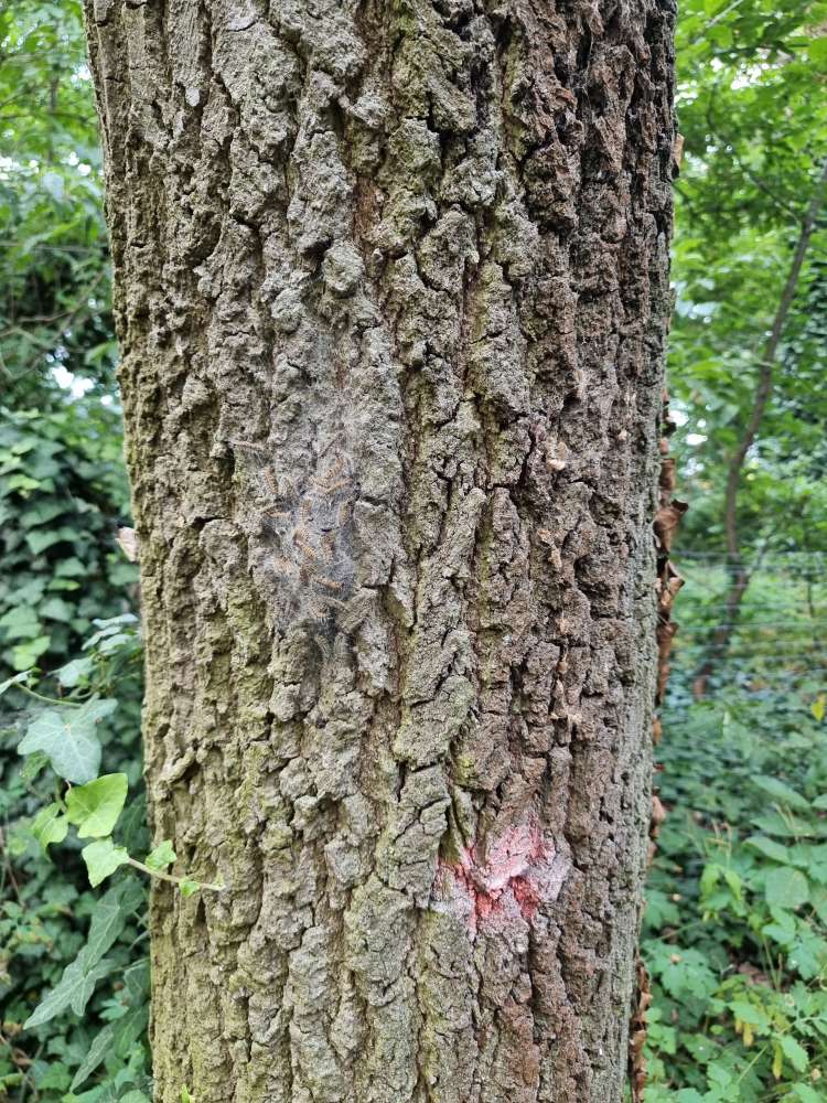 Giftköder-Eichenprozessionsspinner im Vogelwäldche-Profilbild