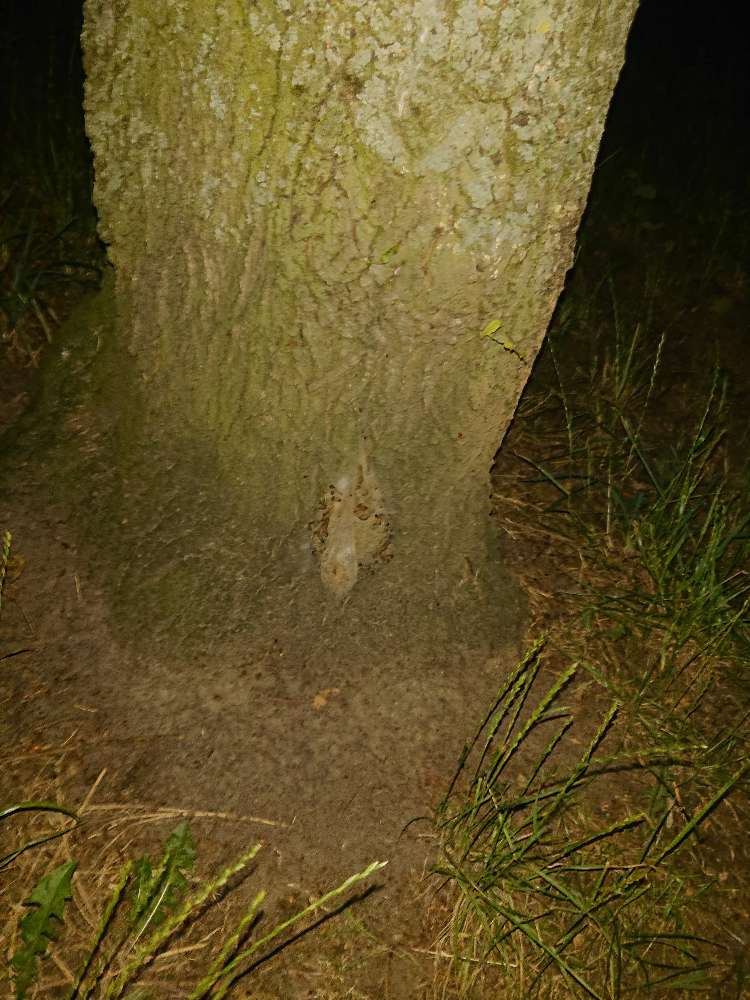 Giftköder-Eichen-Prozessionsspinner nah am Boden-Profilbild