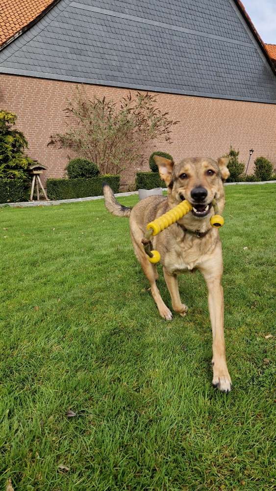Hundetreffen-Spaziergang nicht alleine-Profilbild