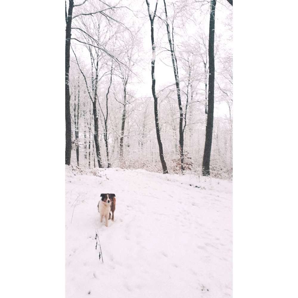 Hundetreffen-Spielkameraden gesucht-Profilbild