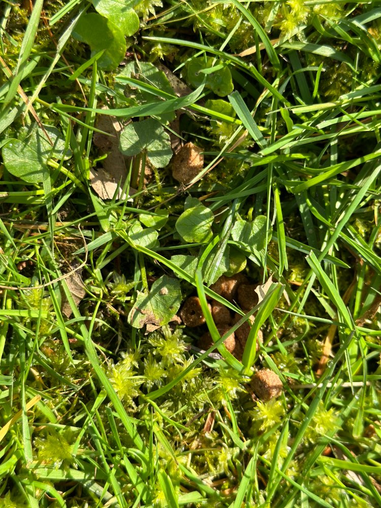 Giftköder-unter Laub verstecktes Katzenfutter an-Profilbild