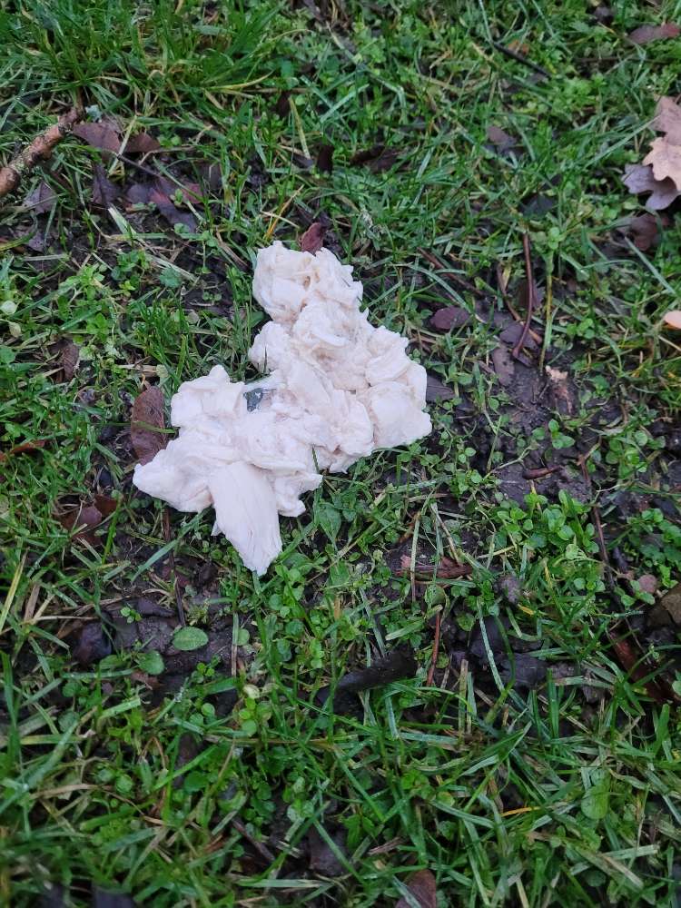 Giftköder-(ausgelegtes) Hähnchenfleisch im Park-Profilbild