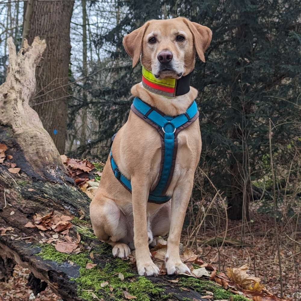 Hundetreffen-Spazieren/Wandern mit Hund rund um Münster-Profilbild