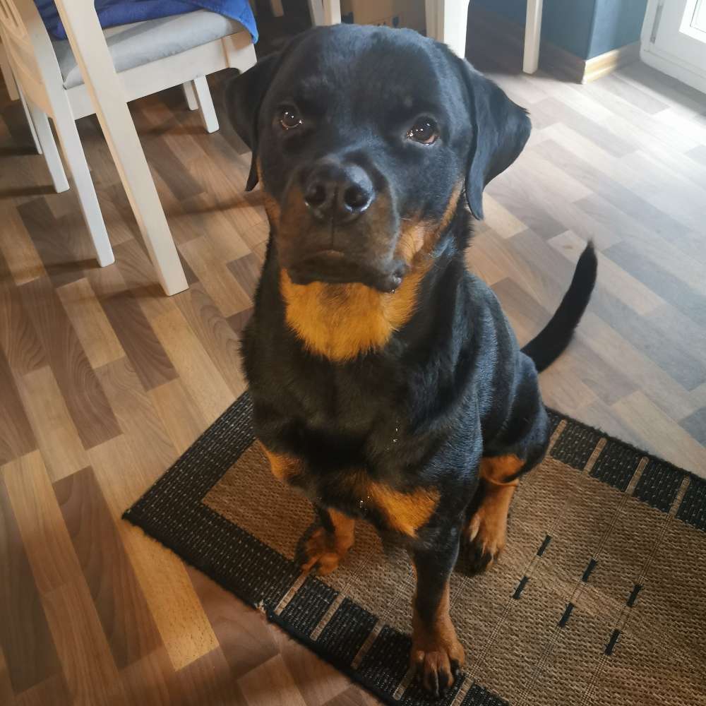 Hundetreffen-Gleichgesinnte in Dormagen-Profilbild