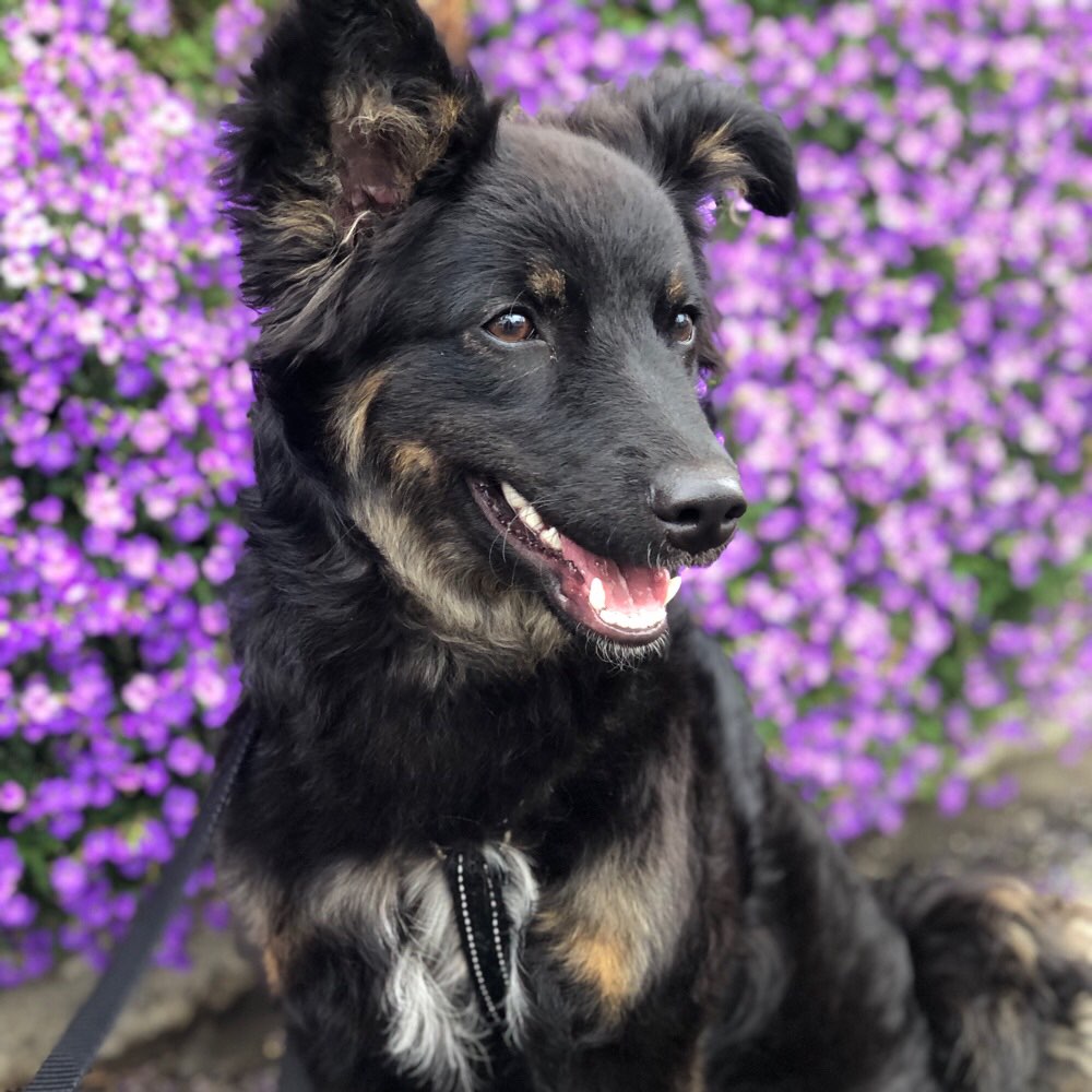 Hundetreffen-Welpentreffen in Faurndau-Profilbild