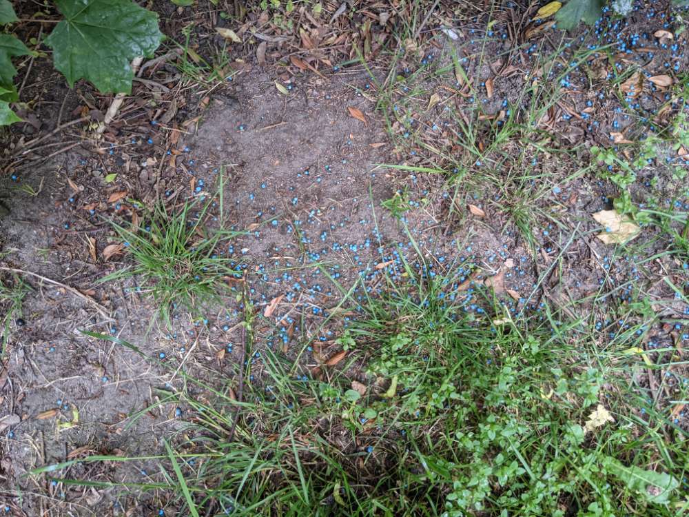 Giftköder-Schneckengift oder Blaukorn-Profilbild