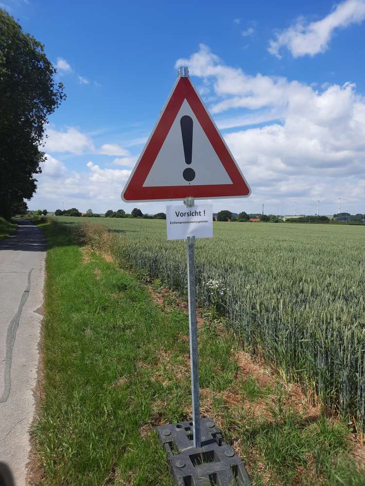 Giftköder-Eichenprozzesspinner-Profilbild