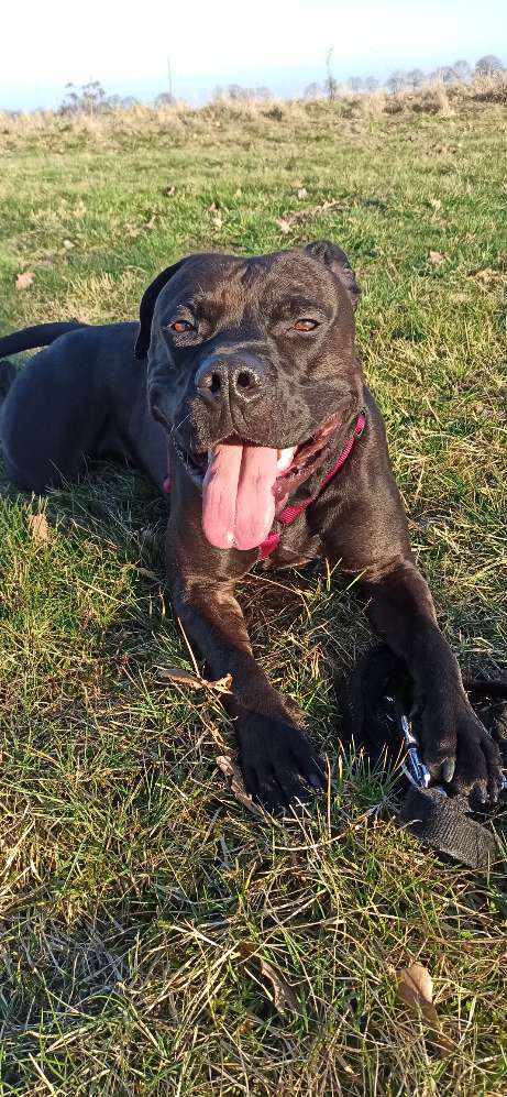 Hundetreffen-Mini-Buchung-Profilbild