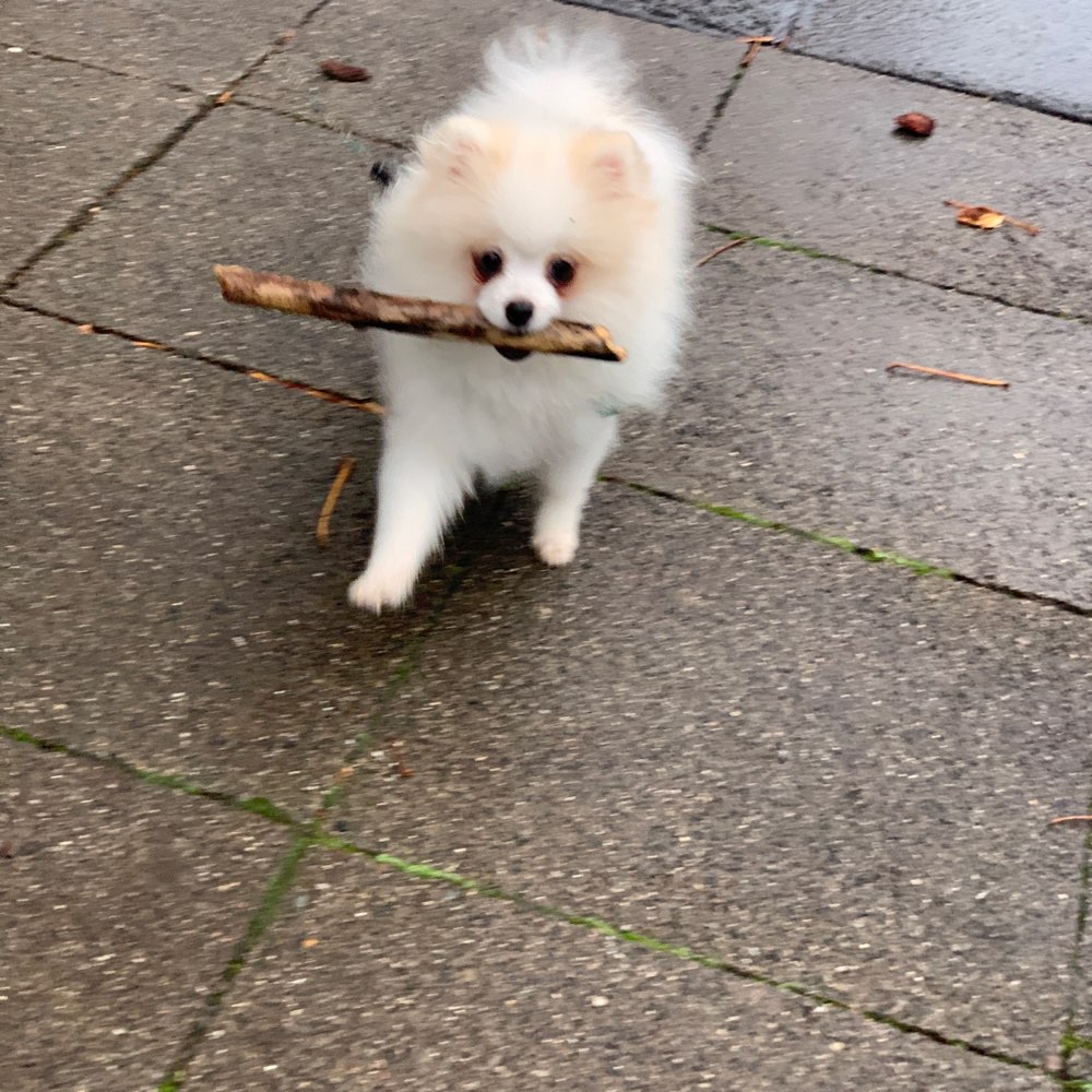 Hundetreffen-Spazieren & spielen für KLEINE RASSEN-Profilbild