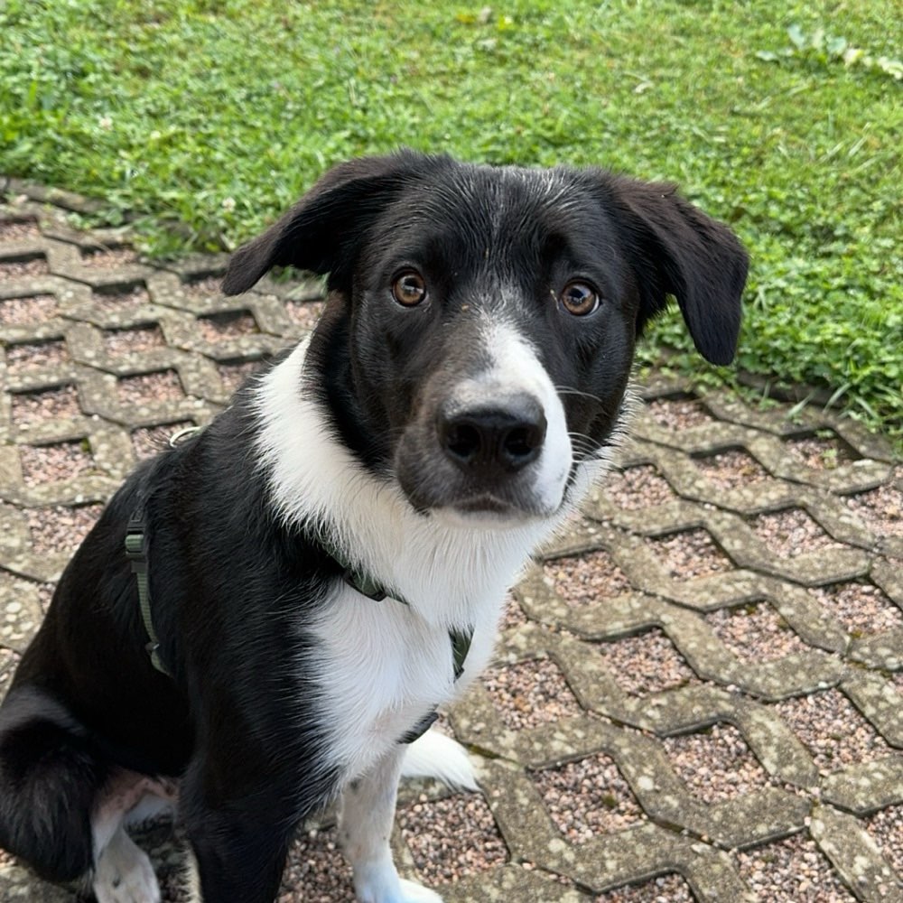 Hundetreffen-Gemeinsame Spaziergänge-Profilbild