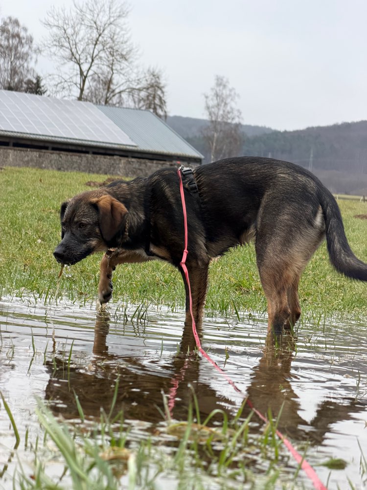 Hundetreffen-Gassi mit Spaß-Profilbild