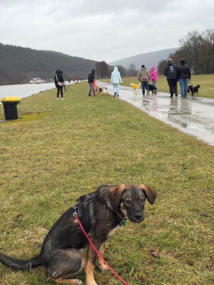 Hundetreffen-MainHunde-Treff-Profilbild