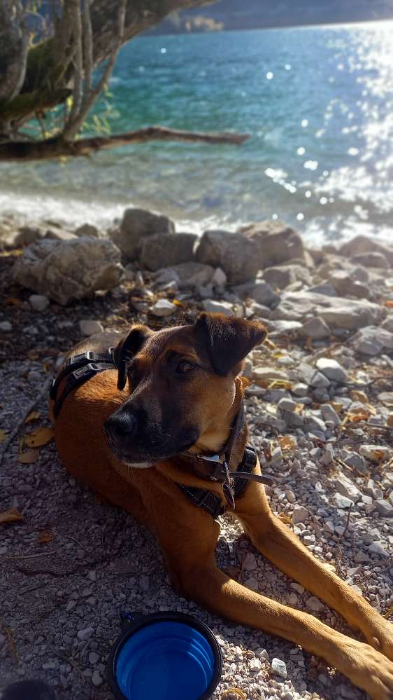 Hundetreffen-Gassi Runde-Profilbild