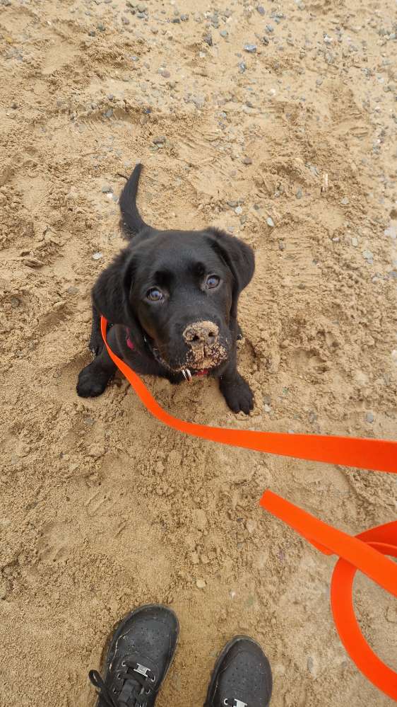 Hundetreffen-Spiel- und Spazierpartner gesucht-Profilbild