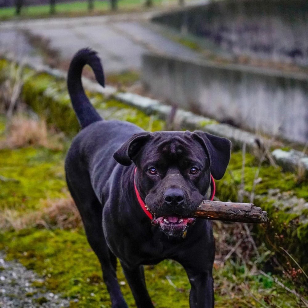 Hundetreffen-Sozialwalk-Profilbild