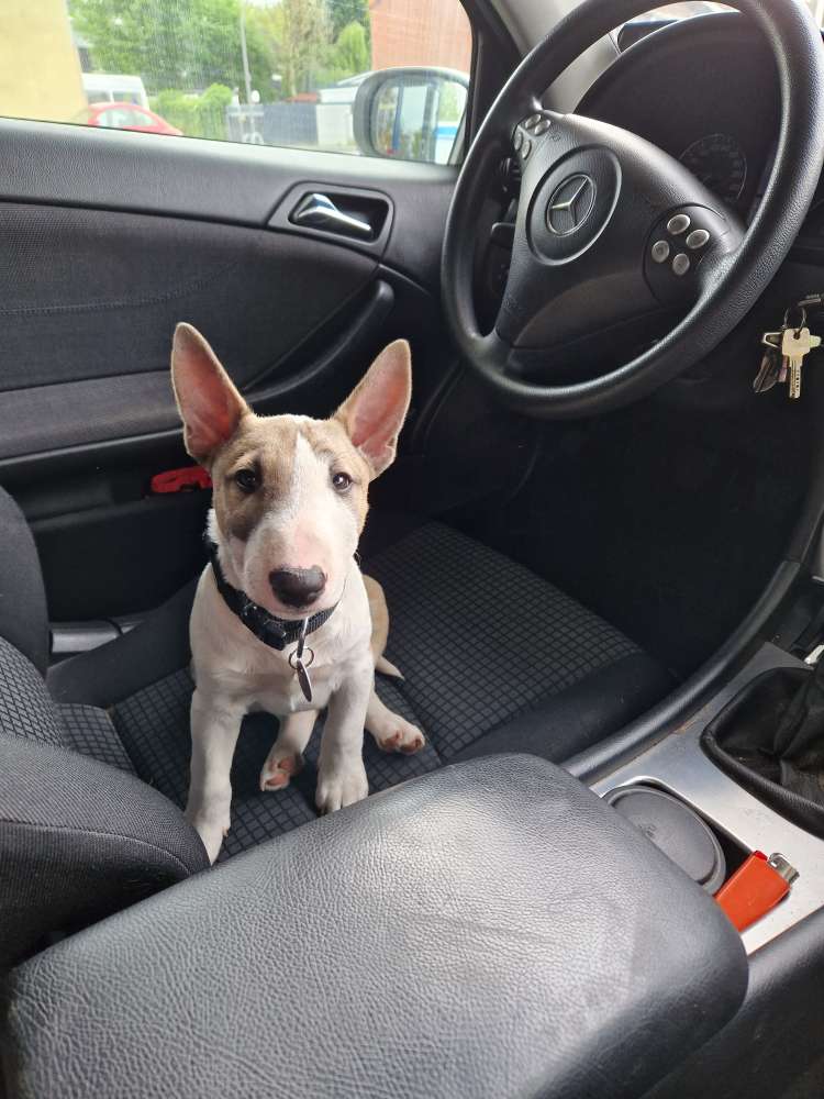 Hundetreffen-Gassi/Spielgefährten gesucht-Profilbild