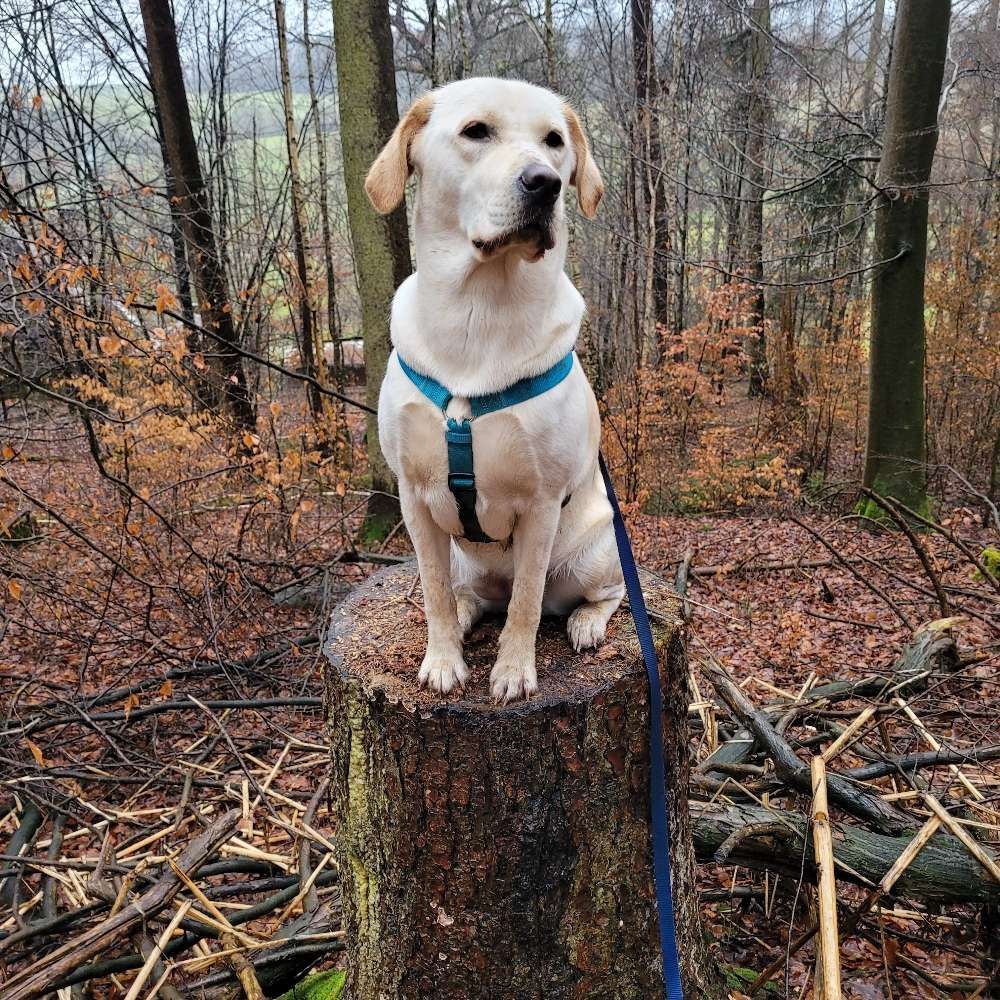 Hundetreffen-Treffen zum Spielen und/oder Spaziergang-Profilbild