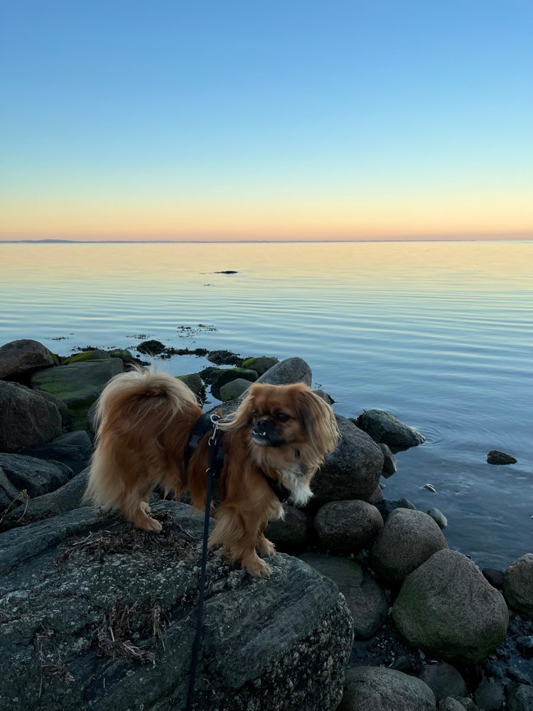 Hundetreffen-Kleine Hunde-Kumpel (Gassi und Spielen im Garten)-Profilbild