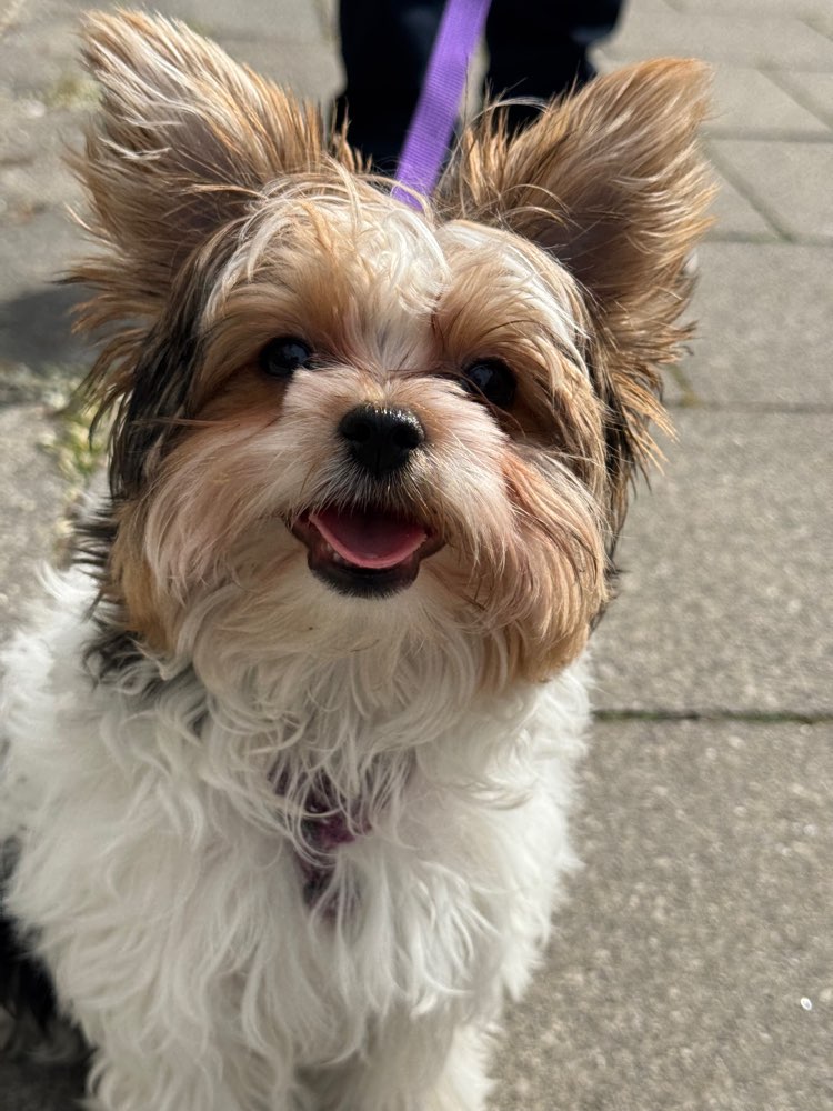 Hundetreffen-Jellybean looking for playmates-Profilbild