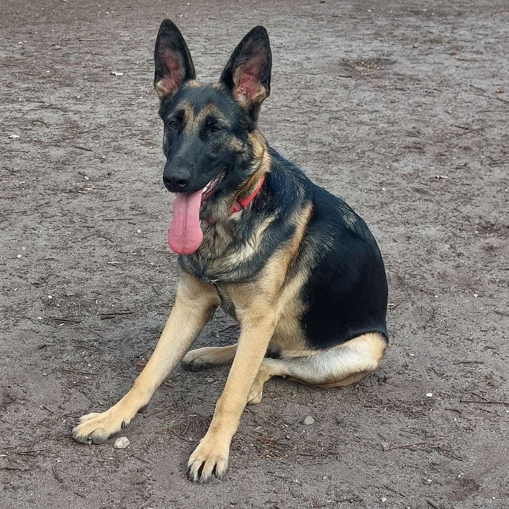 Hundetreffen-Spazieren und Spielen-Profilbild