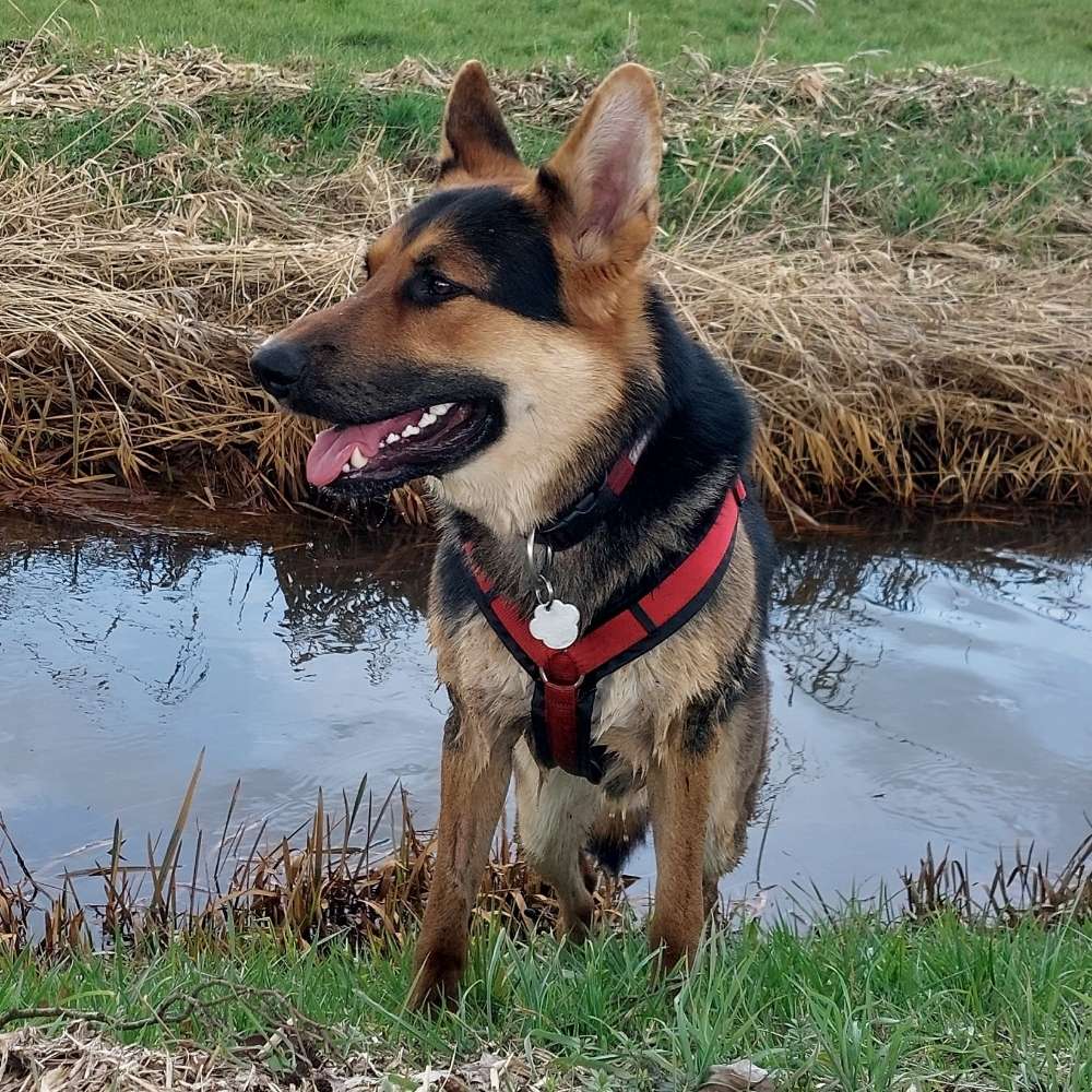 Hundetreffen-Spazieren Partnerin Gesucht-Profilbild