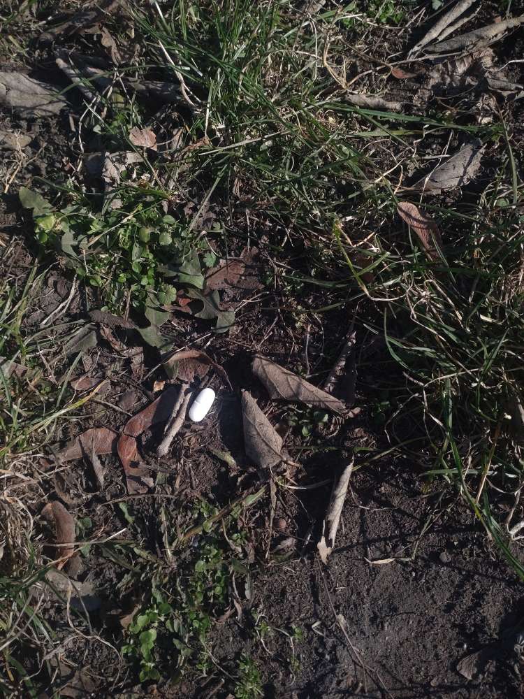 Giftköder-Tabletten in Wiese-Profilbild